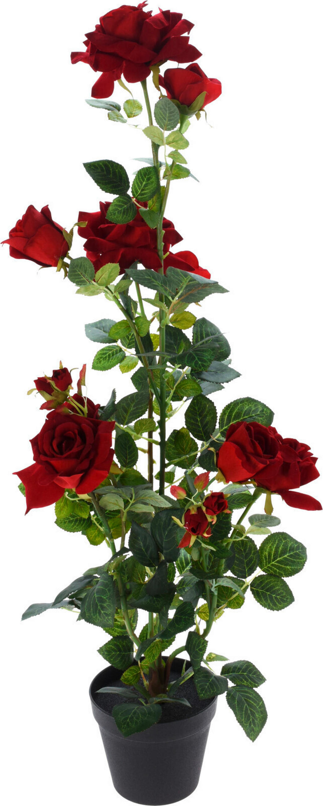 RUŽA 95 cm - Basics, plast (95cm)