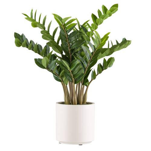 KUNSTPFLANZE Glücksfeder 80 cm  - Creme/Braun, Design, Kunststoff (80cm) - P & B