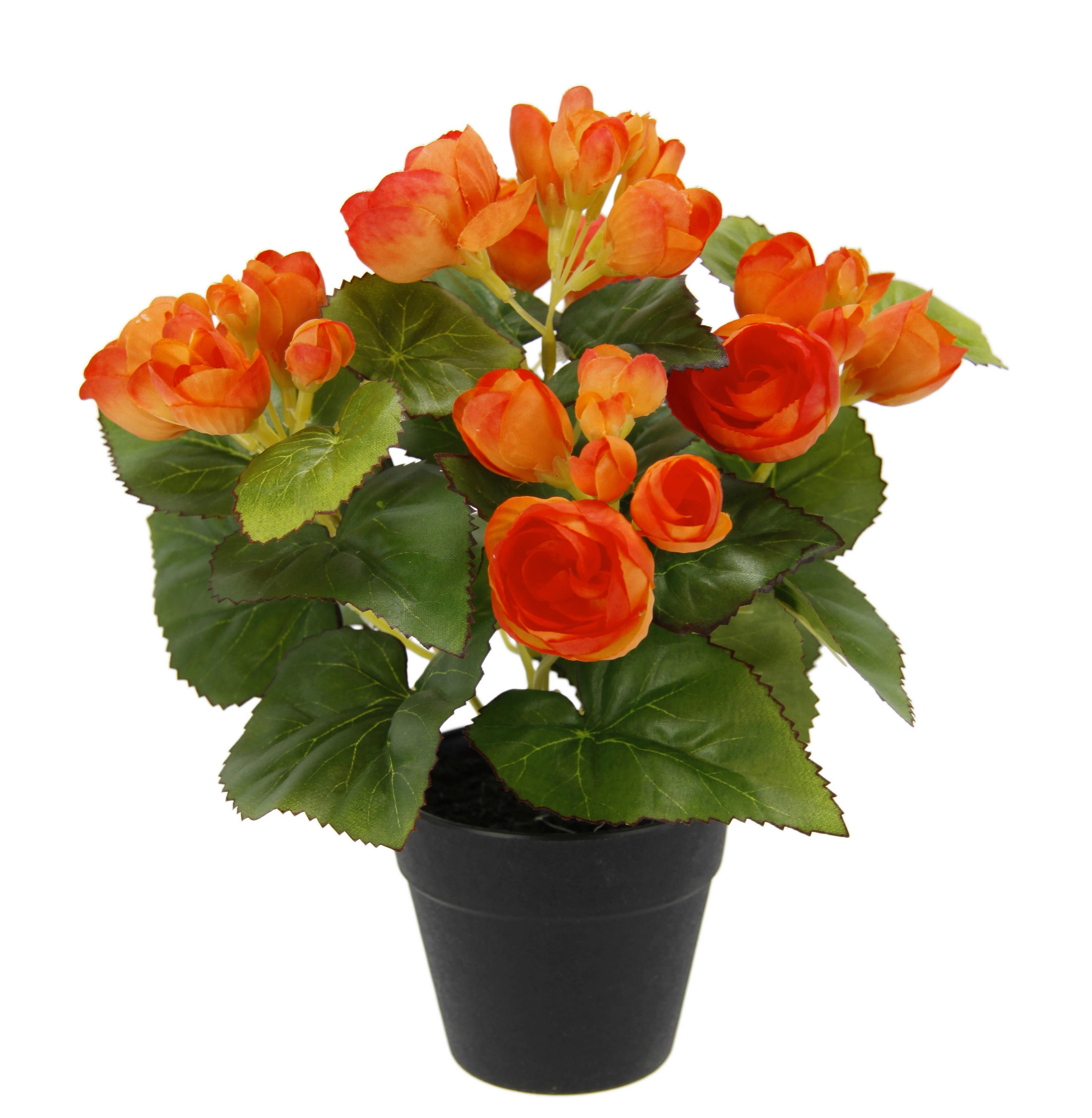 BEGONIENBUSCH  - Orange, Basics (25cm)