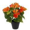 BEGONIENBUSCH  - Orange, Basics (25cm)