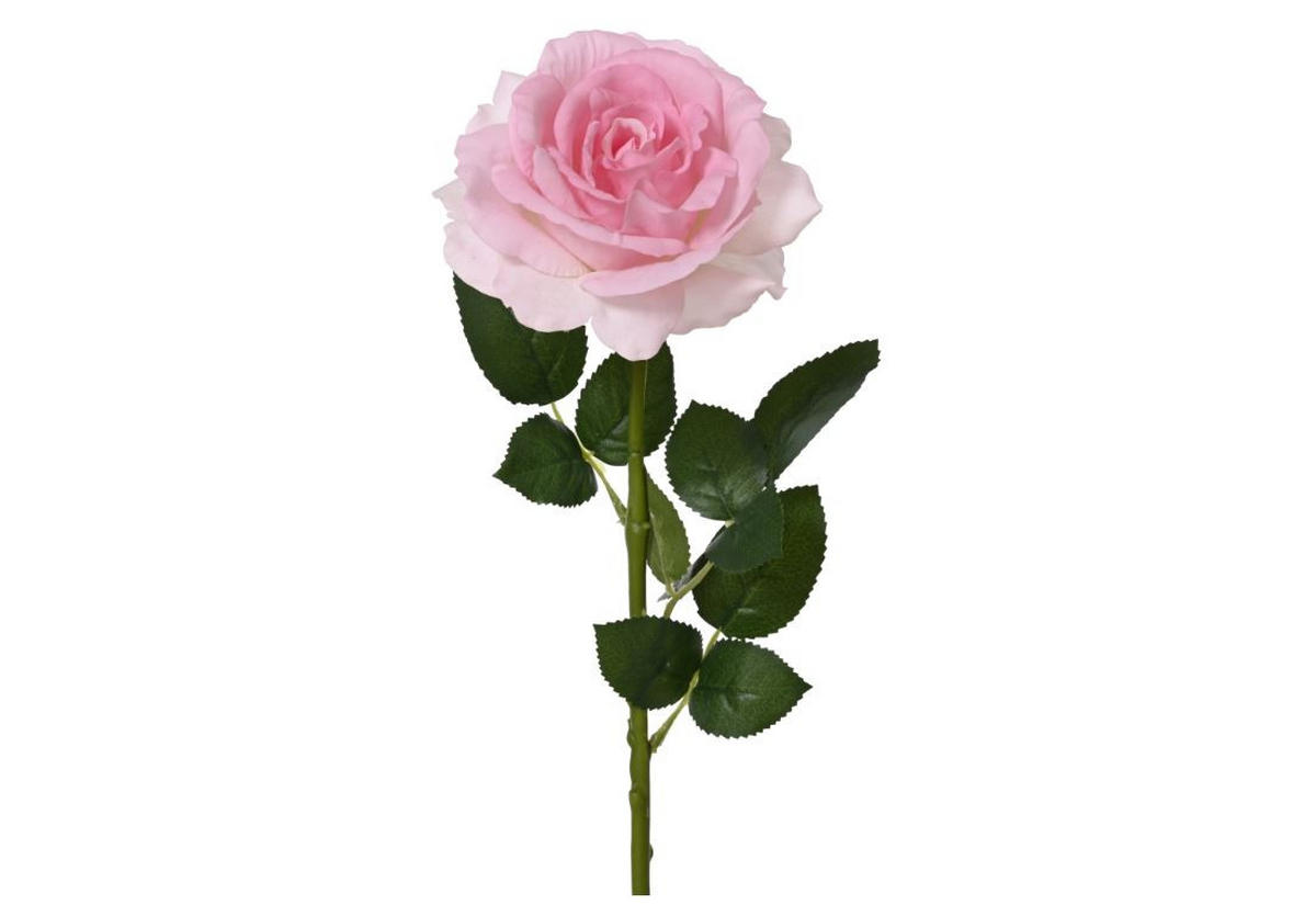 RUŽA  - Basics (13,00/13,00/59,00cm)