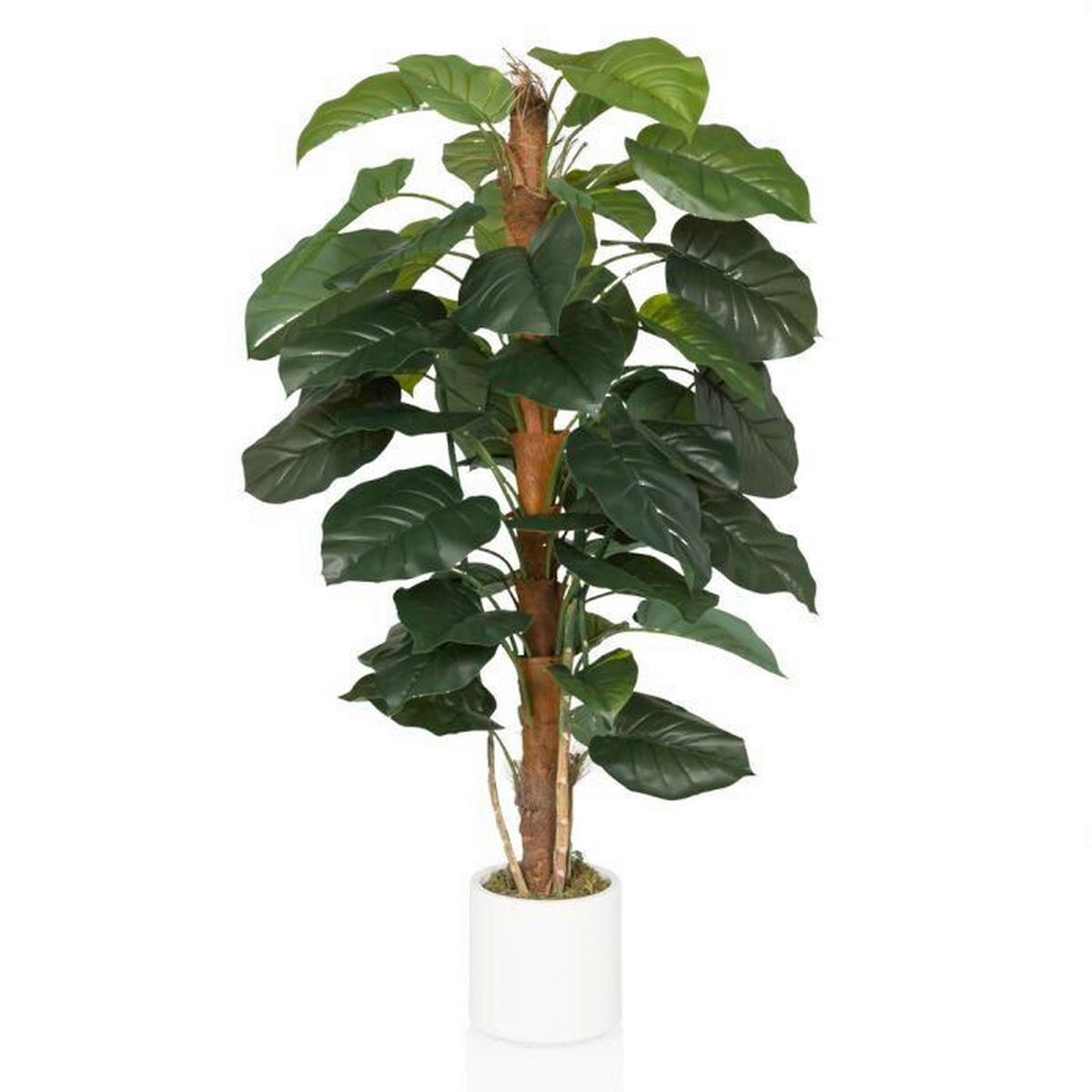 KUNSTPFLANZE Efeutute  - Braun/Weiß, MODERN, Kunststoff (67/155/60cm) - MID.YOU