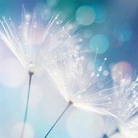 GLASBILD Blumen  - Multicolor, Natur, Glas (20/20/1,40cm) - Euroart