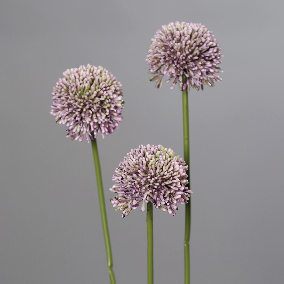 ALLIUM - Grün, Basics, Kunststoff/Textil (46cm)