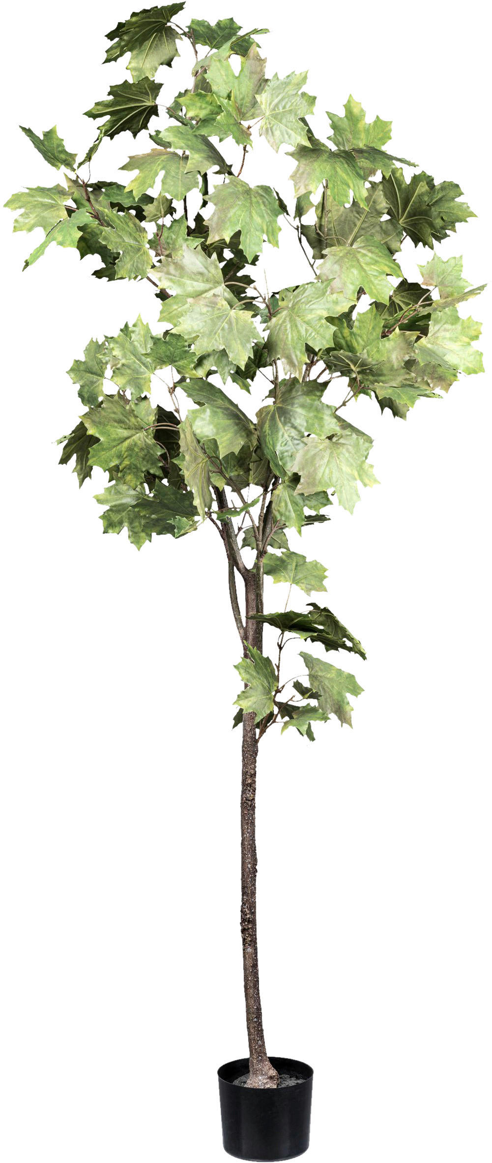 KUNSTPFLANZE Ahorn 175 cm  - Schwarz/Braun, Design, Kunststoff (175cm)