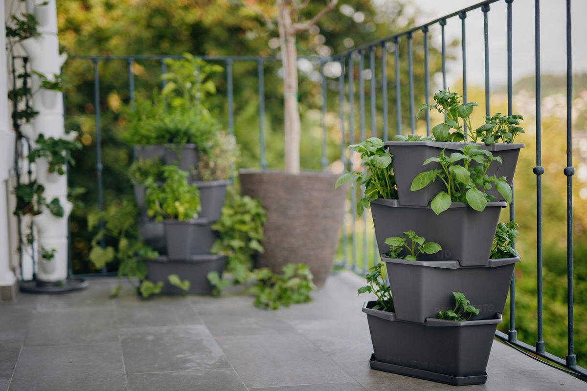 PFLANZENTOPF  PAUL POTATO  - Anthrazit, Basics, Kunststoff (44/65/44cm) - Gusta Garden