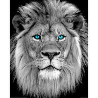 POSTER 40/50 cm  - Multicolor, LIFESTYLE, Papier (40/50cm) - Reinders!