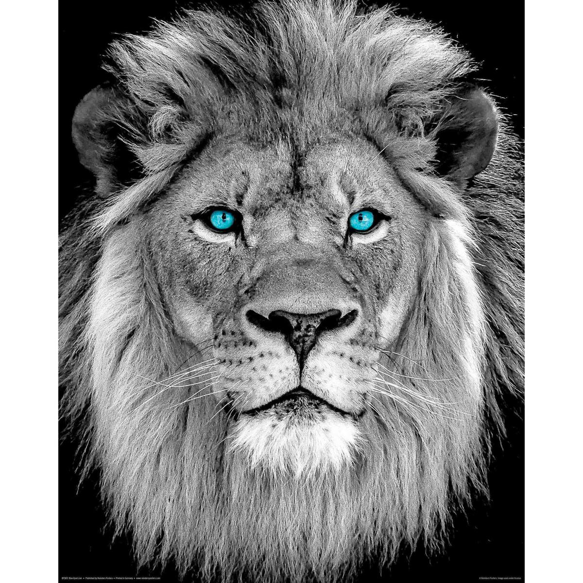 POSTER 40/50 cm  - Multicolor, LIFESTYLE, Papier (40/50cm) - Reinders!