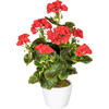 KUNSTPFLANZE Geranie 40 cm  - Rot/Weiß, Design, Keramik/Kunststoff (40cm) - P & B