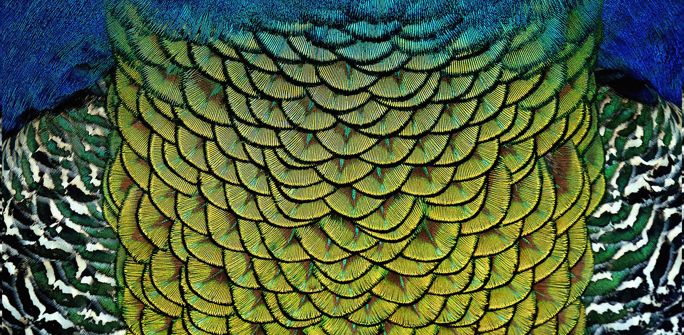 ALUMINIUMBILD 98/48 cm  - Multicolor, Design, Kunststoff/Metall (98/48cm) - Wandkraft