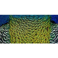 ALUMINIUMBILD 98/48 cm  - Multicolor, Design, Kunststoff/Metall (98/48cm) - Wandkraft