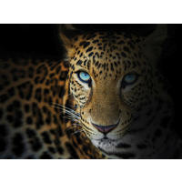 LEINWANDBILD Tiere 135/100 cm  - Schwarz/Weiß, LIFESTYLE, Holz/Papier (135/100cm)