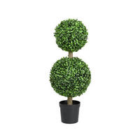 Cimișir - Basics (23,00/23,00/60,00cm)