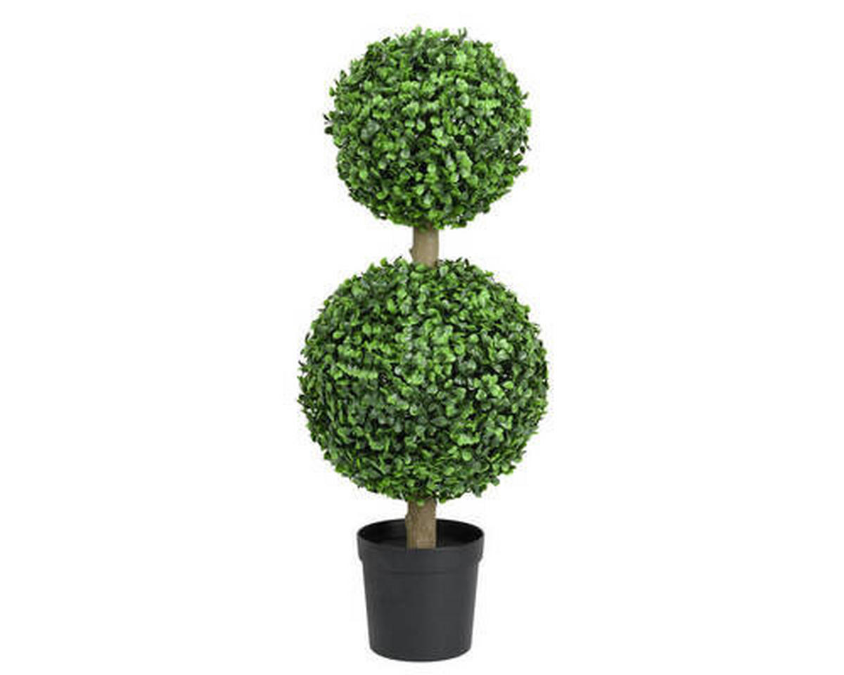 Cimișir - Basics (23,00/23,00/60,00cm)