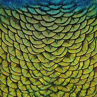 ALUMINIUMBILD 74/74 cm  - Multicolor, Design, Kunststoff/Metall (74/74cm)
