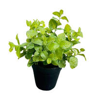 KUNSTPFLANZE 25 cm  - Grün, Basics, Kunststoff (25cm)