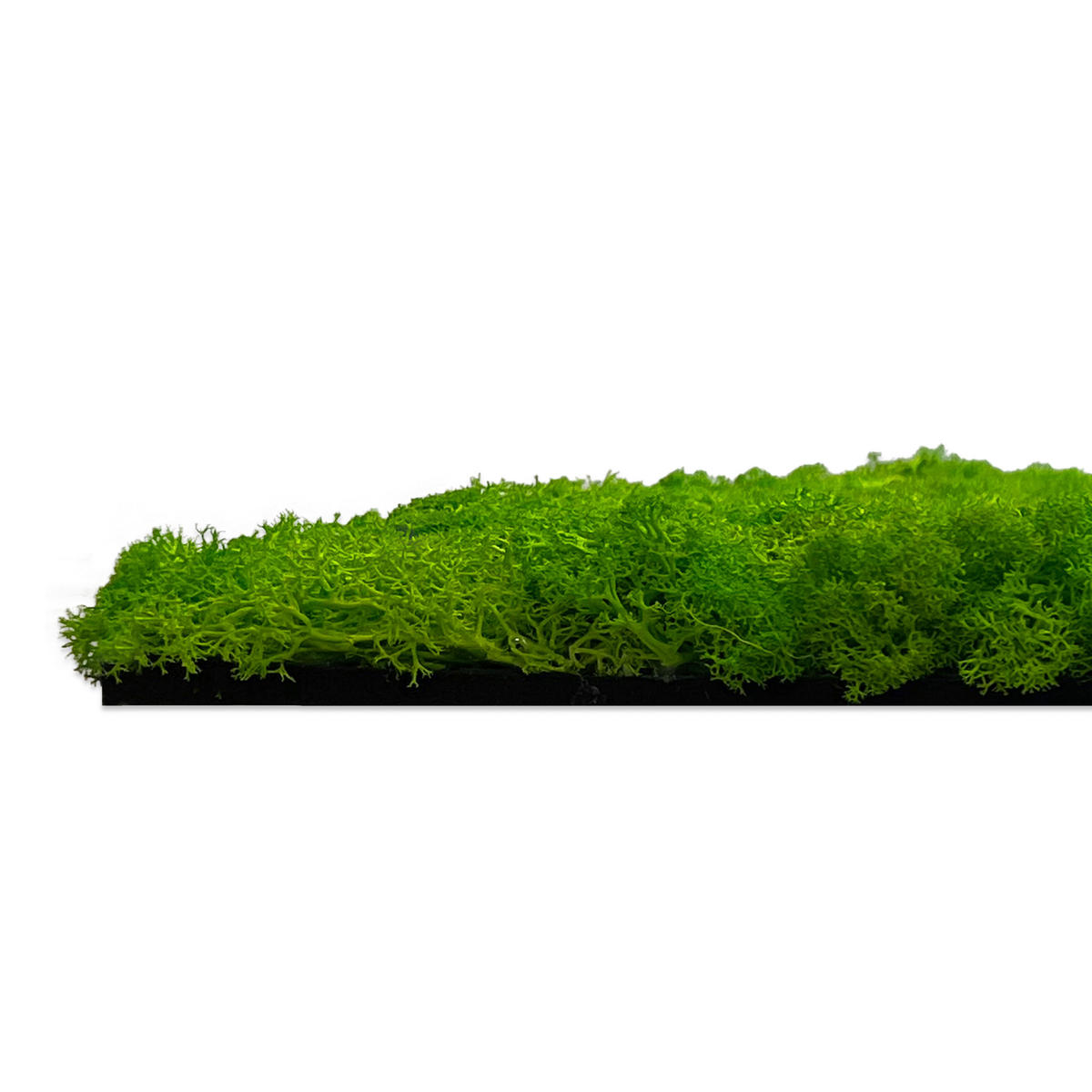 AKUSTIKPANEEL Modular Wall System Moos 52/52/4 cm  - Hellgrün, KONVENTIONELL, Naturmaterialien (52/52/4cm) - Jangal