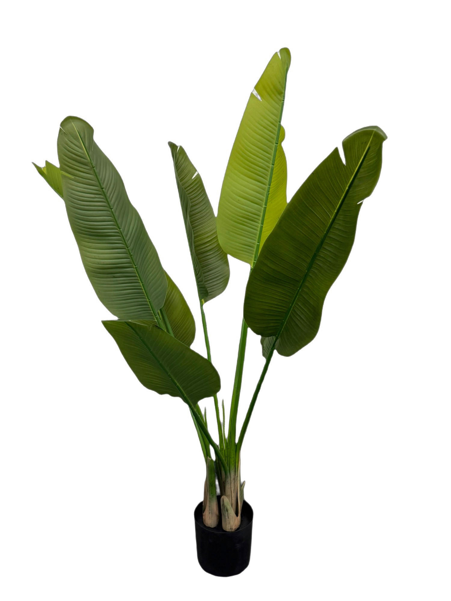 KUNSTPFLANZE Strelitzie  - Schwarz/Grün, Basics (70/110cm)