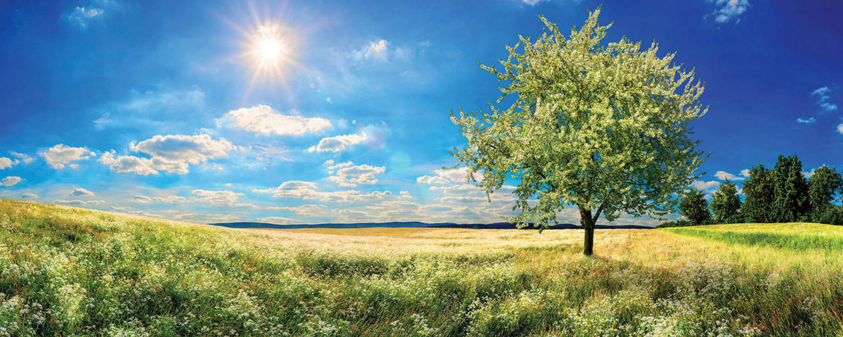 OBRAZ NA SKLE, krajina a příroda, 50/125 cm  - vícebarevná, Natur, sklo (50/125cm) - Euroart