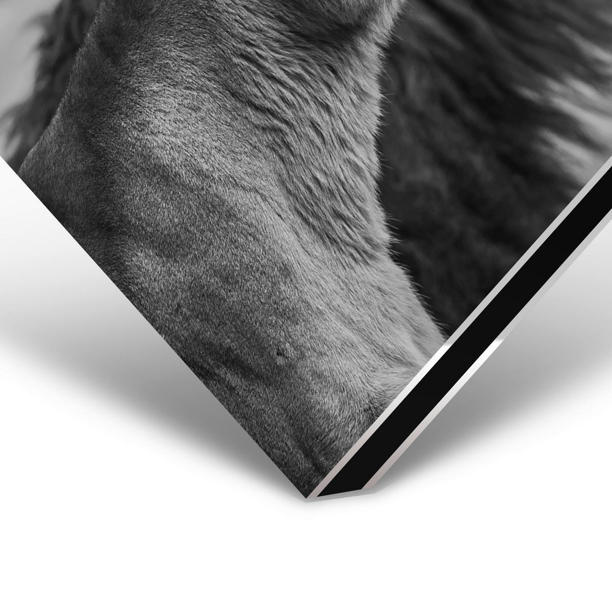 ALUMINIUMBILD 98/48 cm  - Weiss/Schwarz, Design, Kunststoff/Metall (98/48cm)