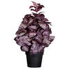 KUNSTPFLANZE Kräuter 30 cm  - Bordeaux/Schwarz, Design, Kunststoff (30cm) - P & B