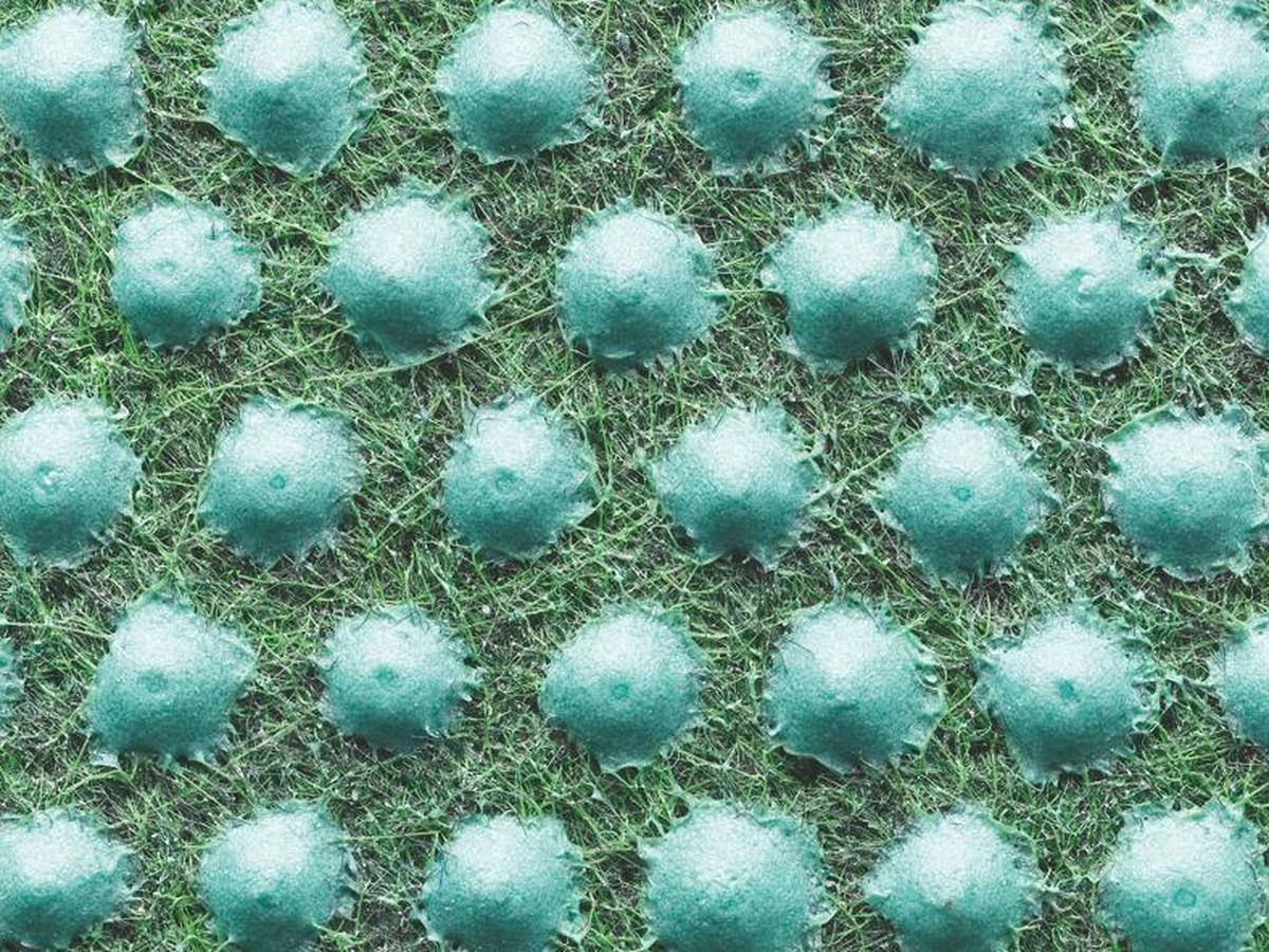 RASENTEPPICH - Grün, Basics, Kunststoff/Textil (133/200cm) - Boxxx