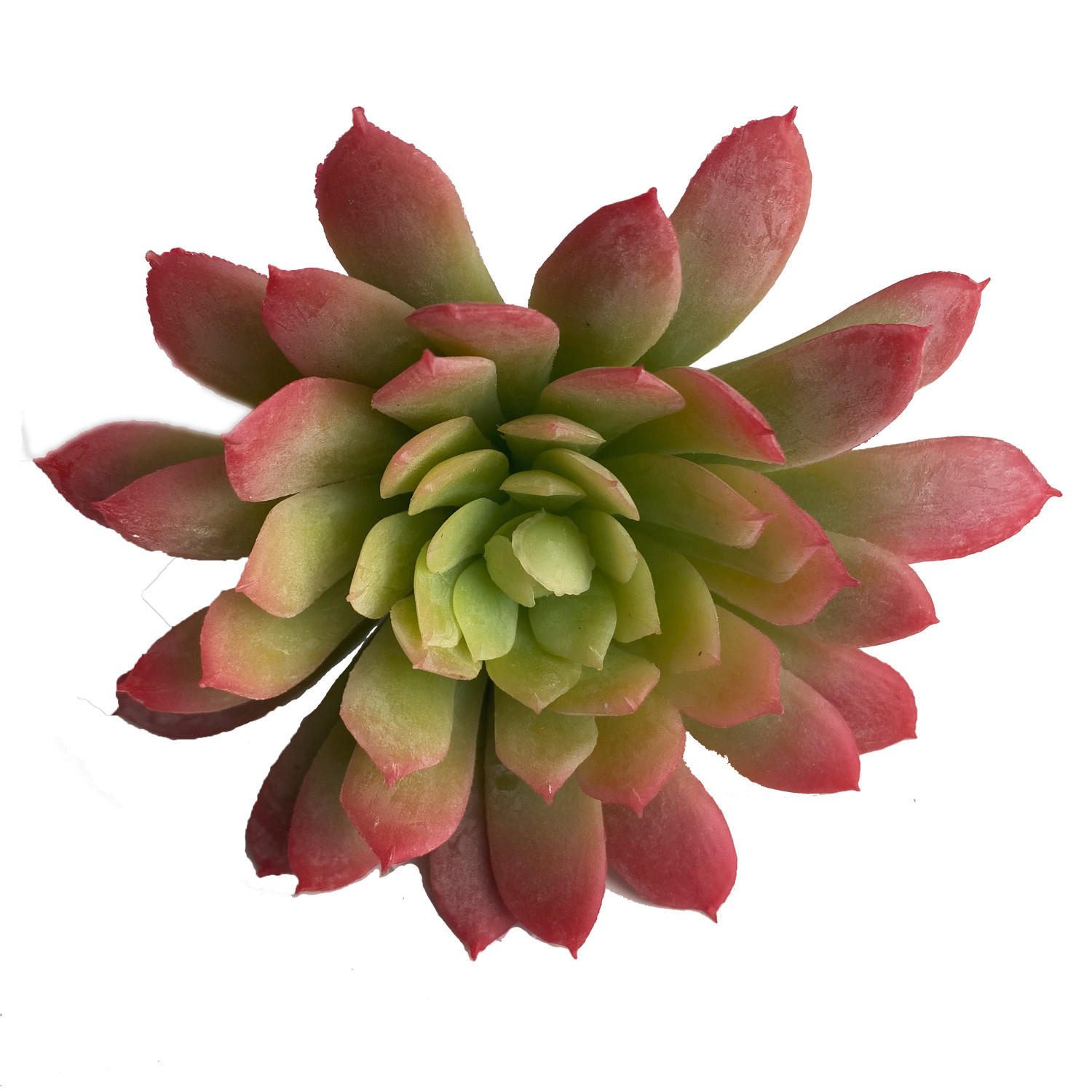 SUKKULENTE 19 cm  - Dunkelgrün, Basics (19cm)