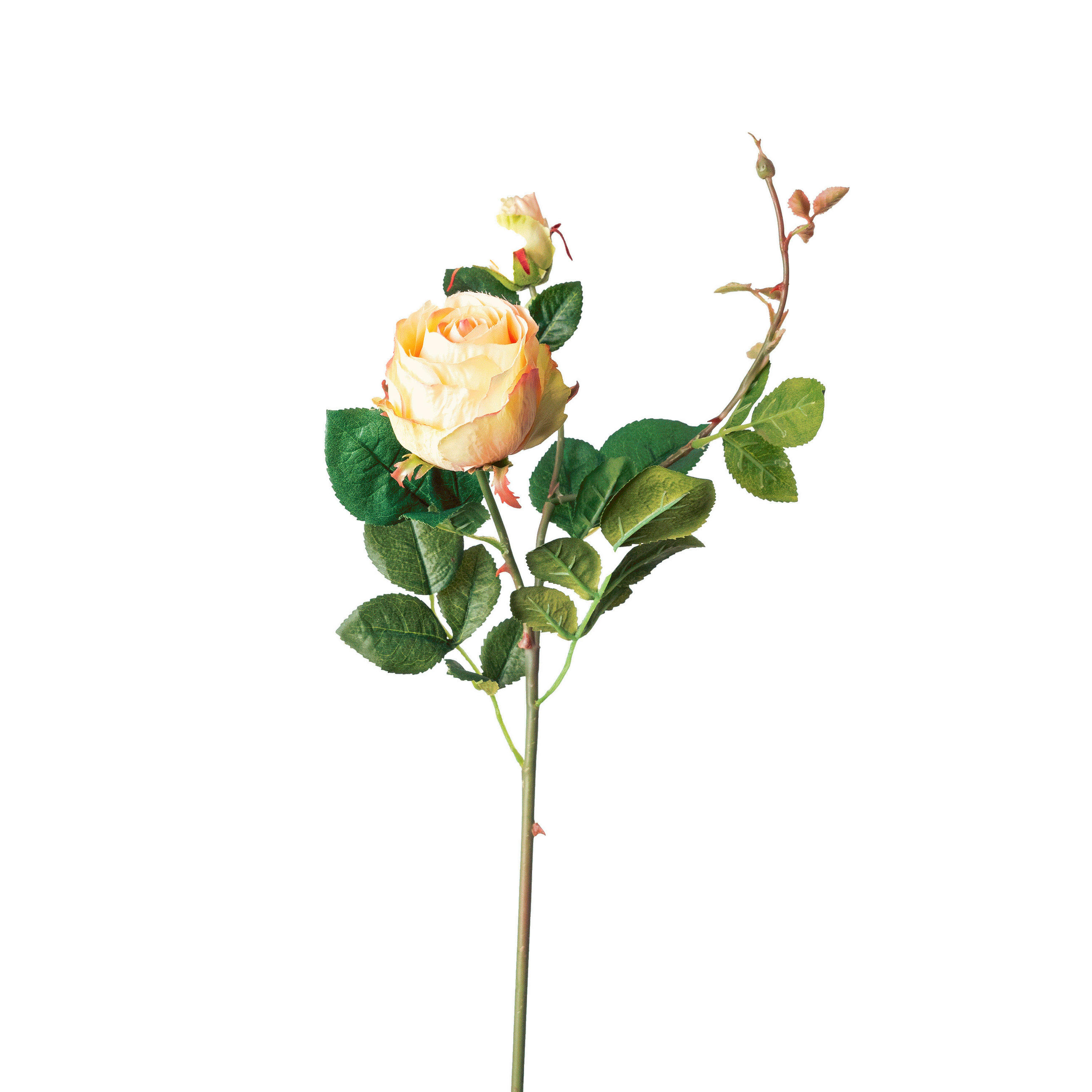 ROSE  - Creme/Rosa, Basics, Kunststoff (80cm)