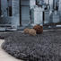 KUNSTFELL - Anthrazit, Trend, Kunststoff/Textil (100/150cm) - Boxxx KUNSTFELL - Anthrazit, Trend, Kunststoff/Textil (100/150cm) - Boxxx