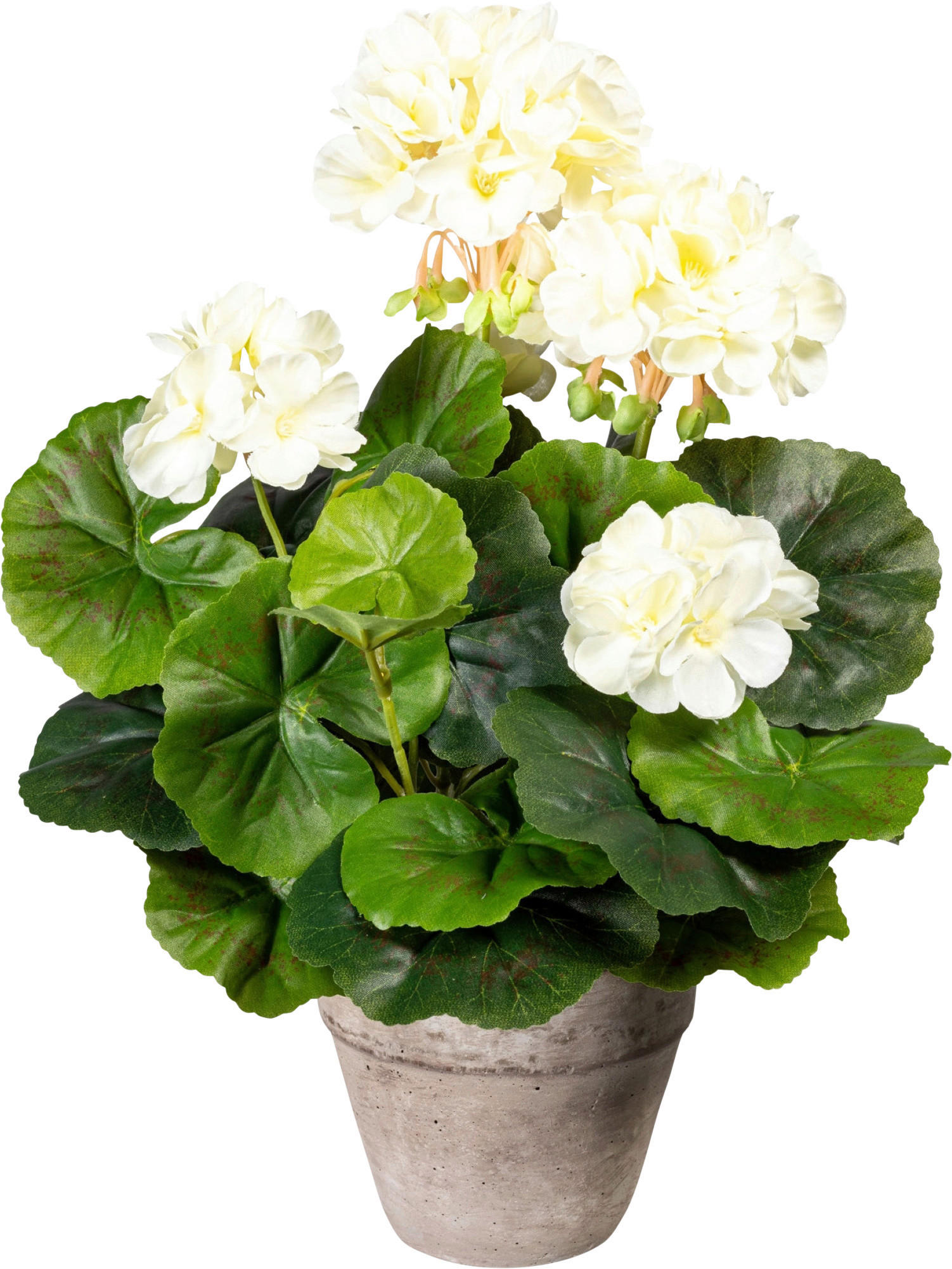 KUNSTPFLANZE Geranie 34 cm  - Creme/Grau, Design, Keramik/Kunststoff (34cm) - P & B