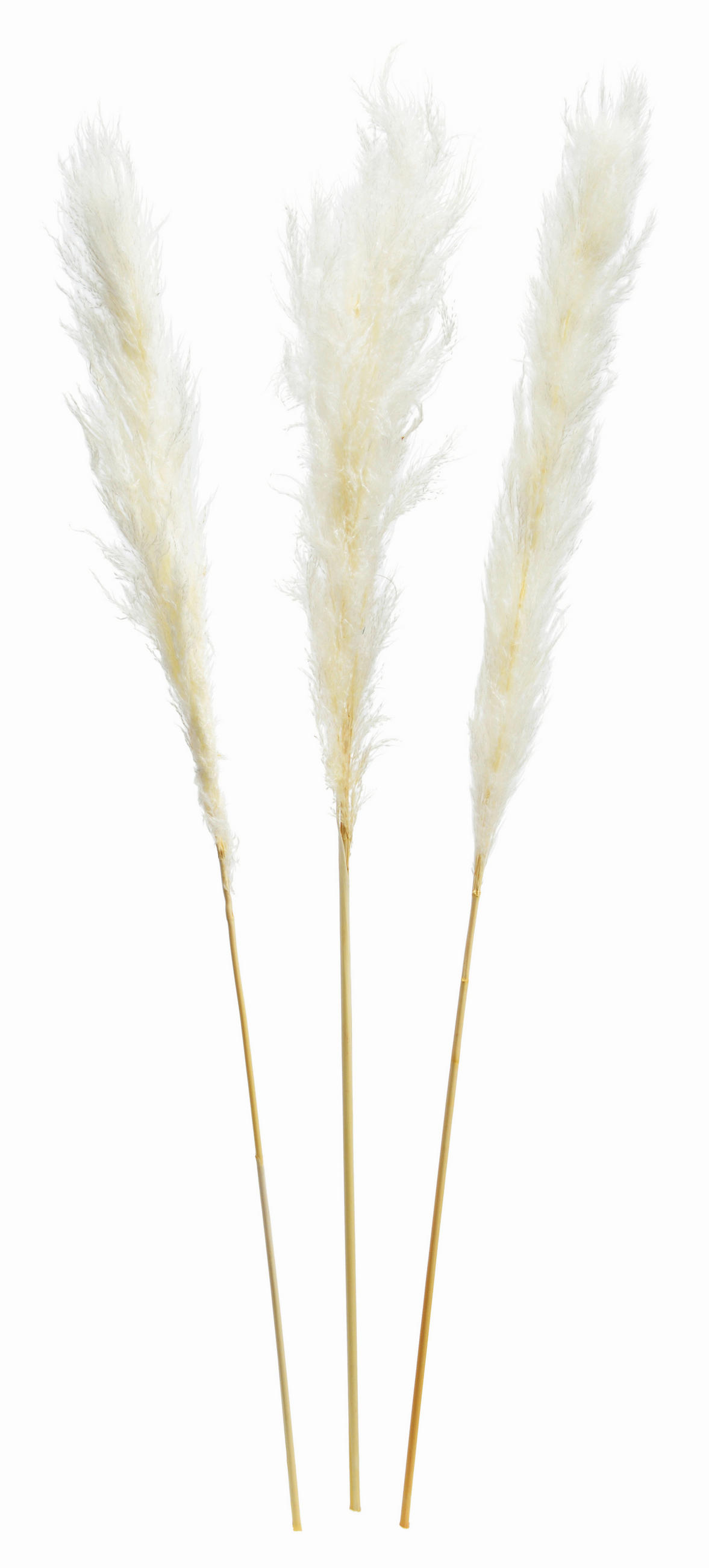 TROCKENBLUME  - Weiß, Basics, Naturmaterialien (115cm)