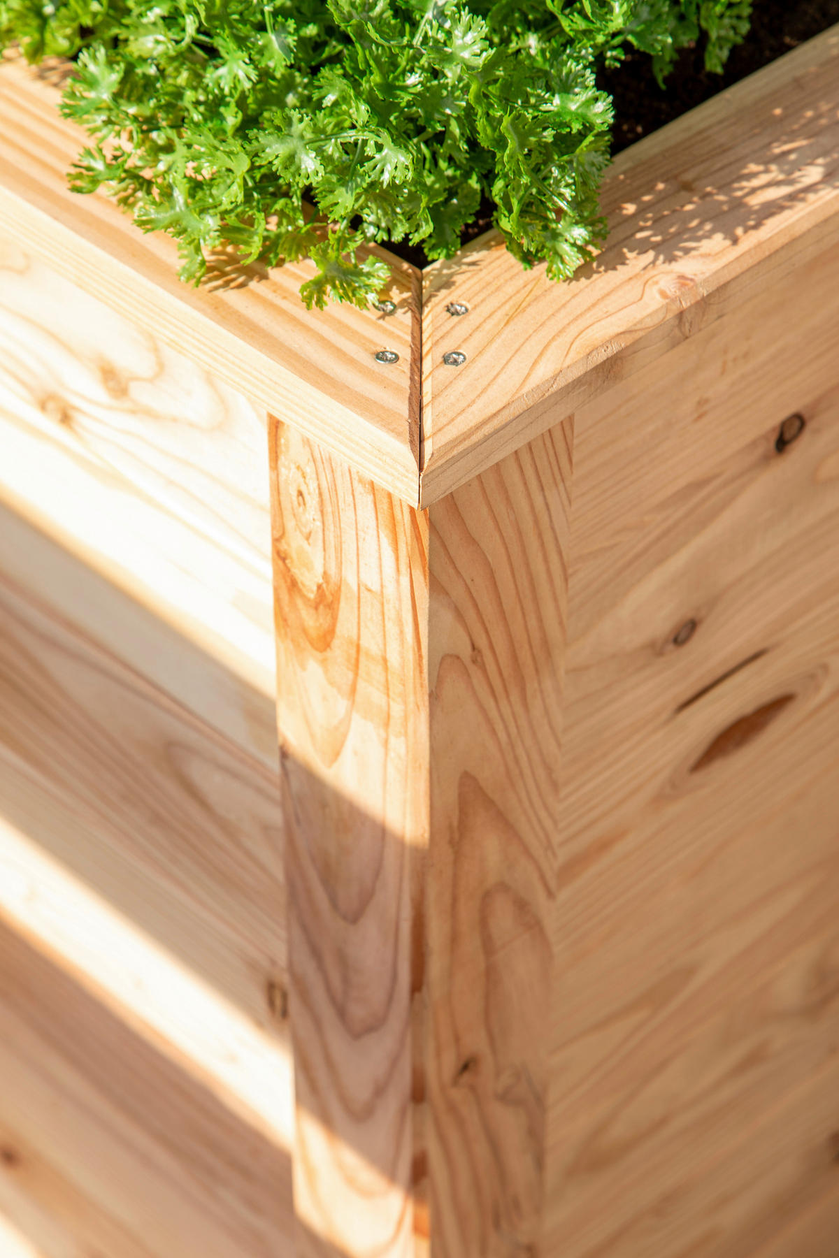 HOCHBEET  - Lärchefarben, Basics, Holz (65/84/130cm) - Ambia Garden