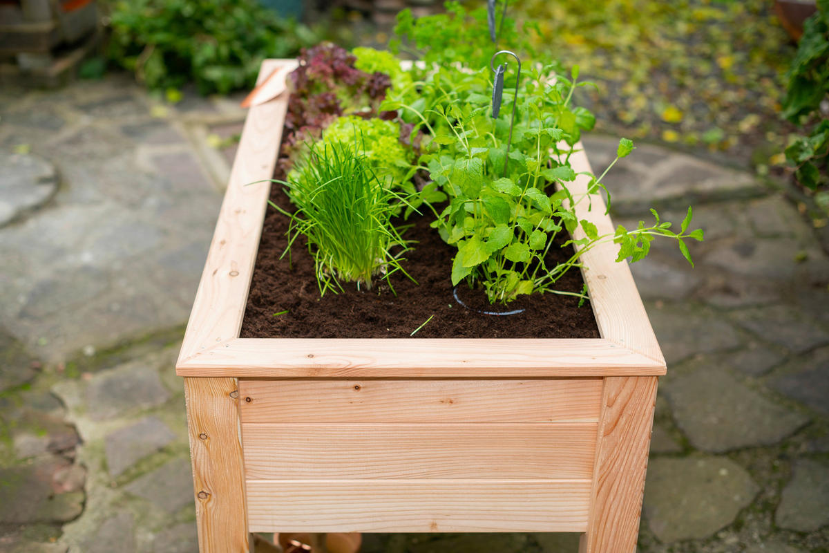 HOCHBEET  - Lärchefarben, Basics, Holz (120/75/65cm) - Ambia Garden