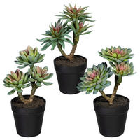 KUNSTPFLANZE Sukkulente 22 cm  - Schwarz/Braun, Design, Kunststoff (22cm) - P & B