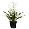 KUNSTPFLANZE Orchidee 60 cm  - Schwarz/Weiß, Design, Kunststoff/Textil (60cm) - P & B