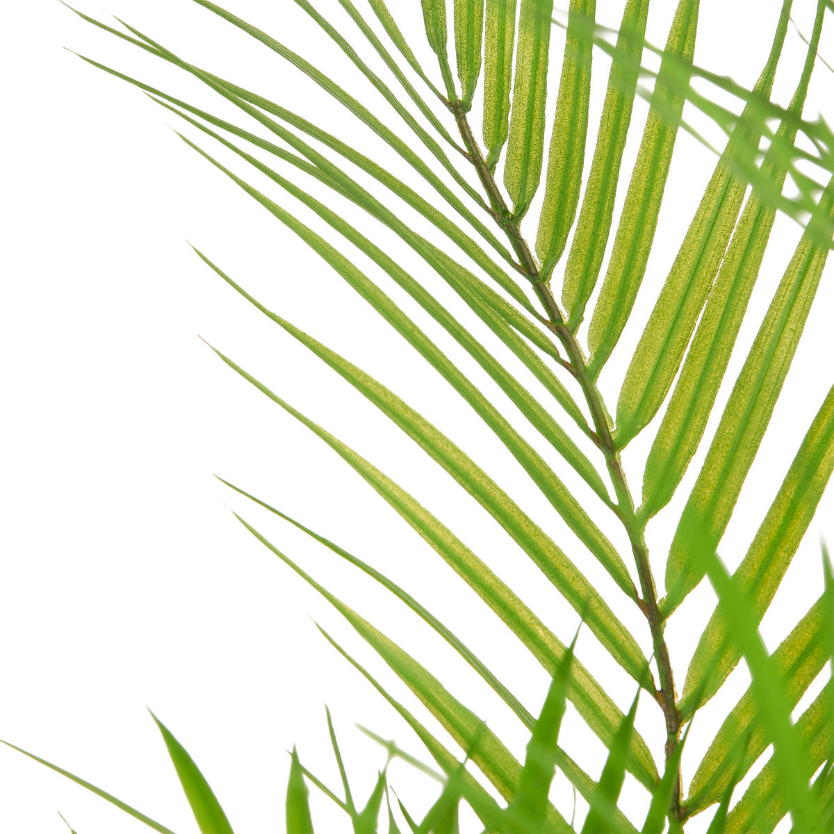 KUNSTPFLANZE Palme 160 cm  - Schwarz/Braun, Basics, Kunststoff (160cm)