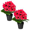 KUNSTPFLANZE Gerbera 27 cm  - Schwarz/Rosa, Design, Kunststoff (27cm) - P & B