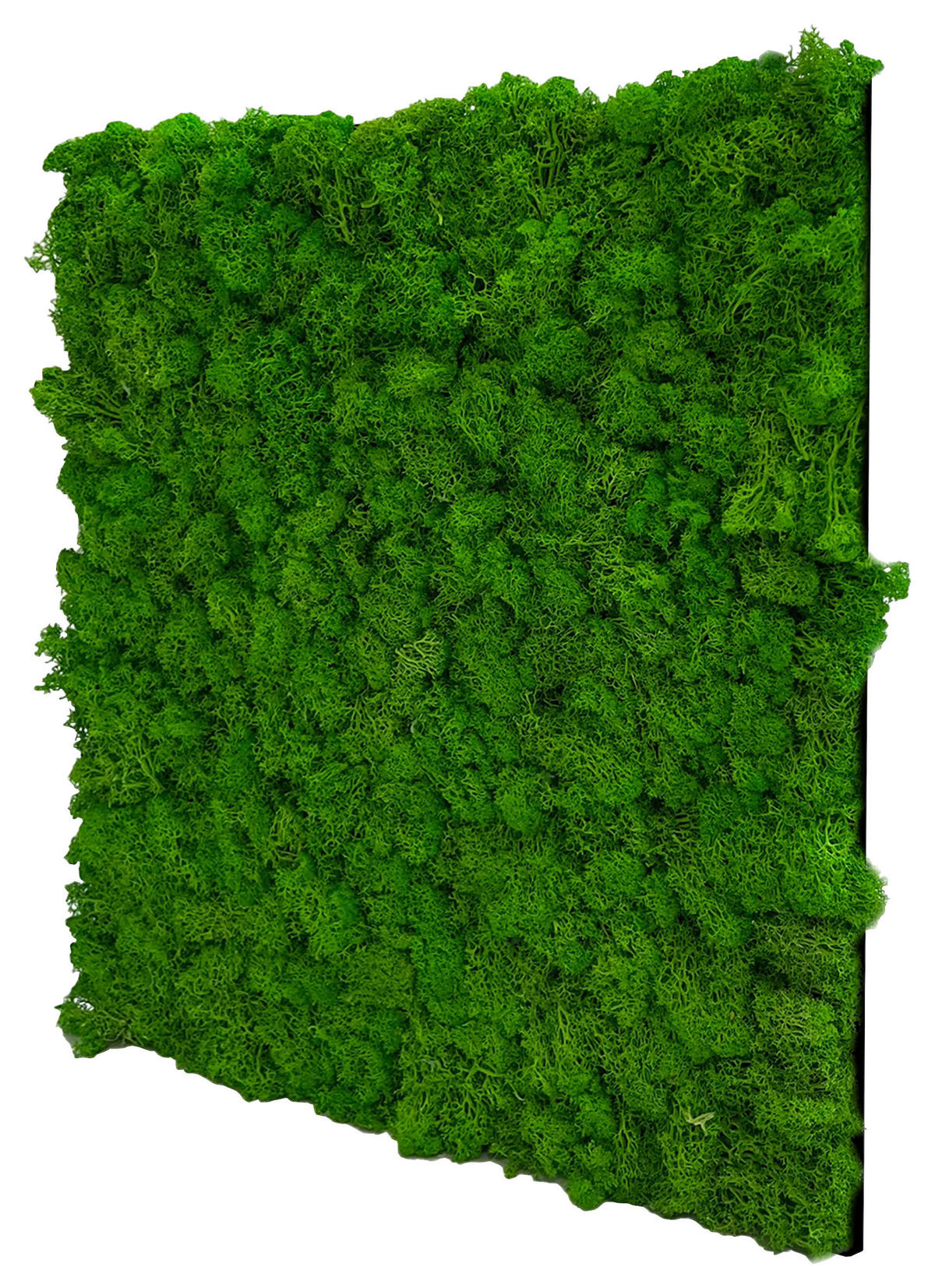 AKUSTIKPANEEL Modular Wall System Moos 52/52/4 cm  - Grün, KONVENTIONELL, Naturmaterialien (52/52/4cm) - Jangal