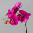 KUNSTBLUME Orchidee - Magenta/Braun, Trend, Kunststoff (95cm)