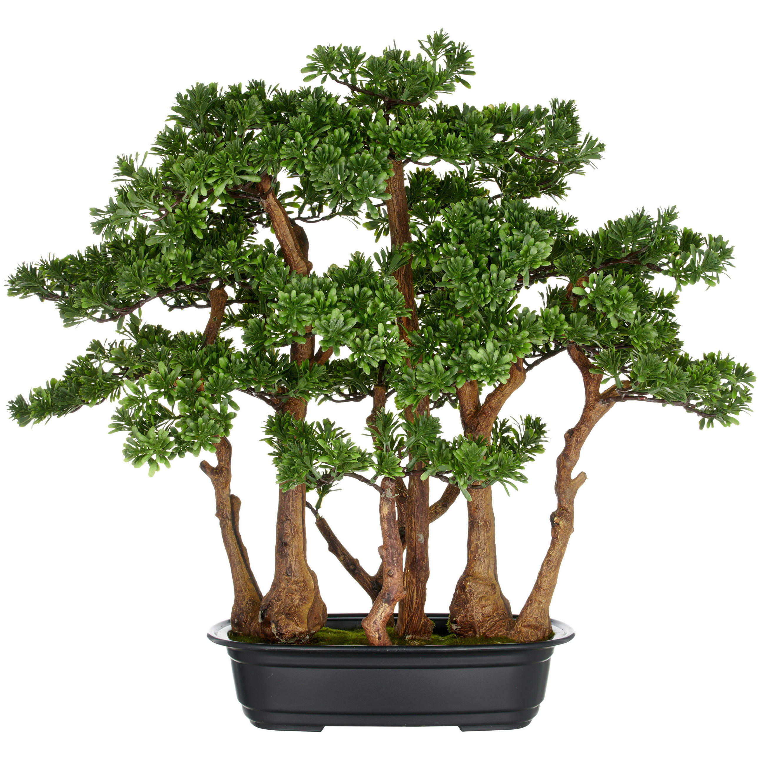 BONSAI Bonsai  - Schwarz/Braun, Basics, Kunststoff (60/60cm) - P & B