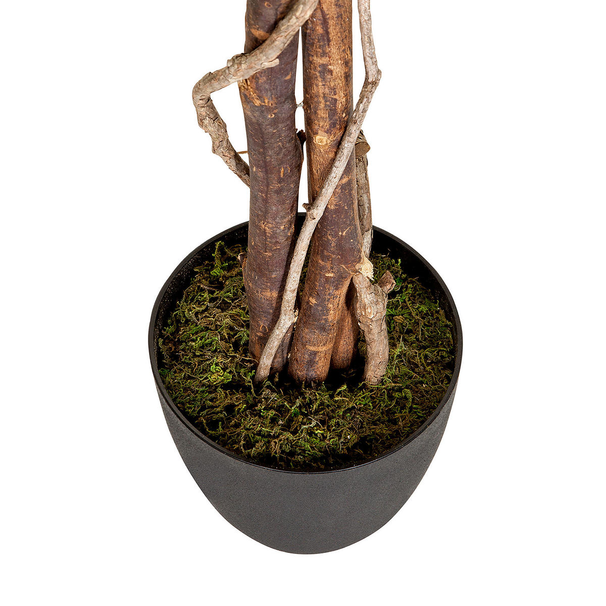 KONSTVÄXT Ficus Benjamina  - vit/grön, Basics, plast (80/165/80cm) - MID.YOU