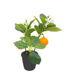 ORANGENBAUM Orange 32 cm  - Schwarz/Orange, Basics, Kunststoff/Textil (32cm) - Ambia Home