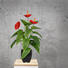 KUNSTBLUME Anthurie - Rot/Grün, Kunststoff (40cm) KUNSTBLUME Anthurie - Rot/Grün, Kunststoff (40cm)