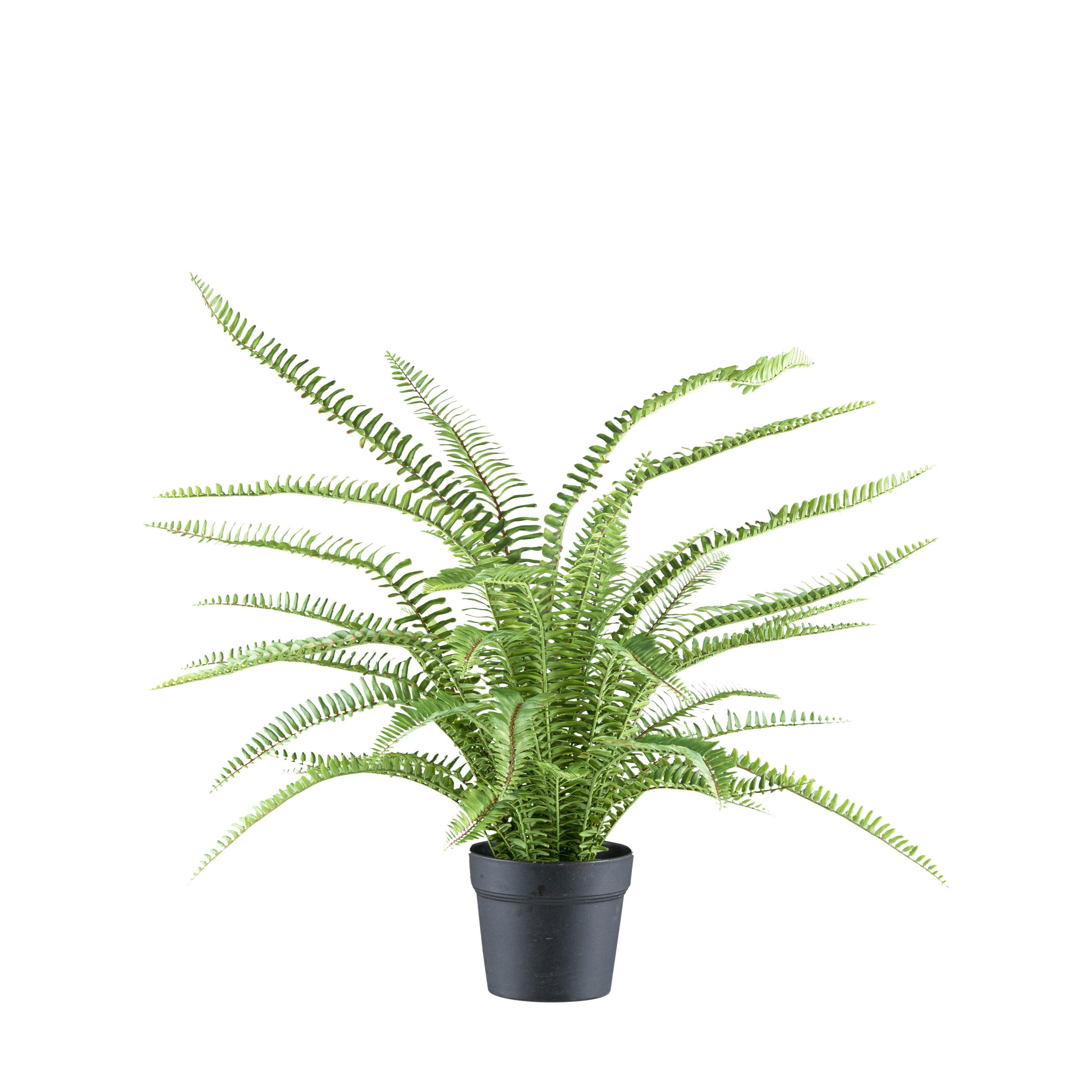 KUNSTPFLANZE Farn 70 cm - Schwarz/Grün, Design, Kunststoff (70cm) - P & B