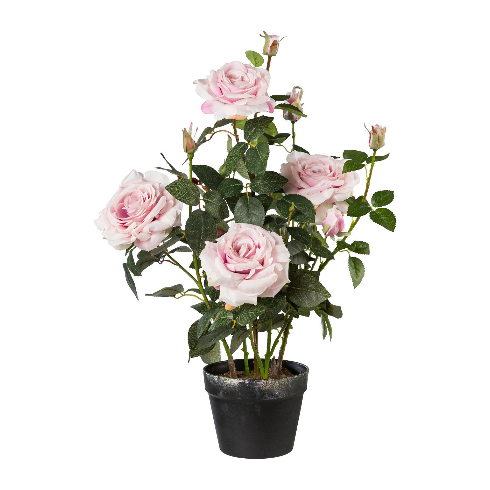 ROSE Rose  - Schwarz/Rosa, Basics, Kunststoff (68cm)