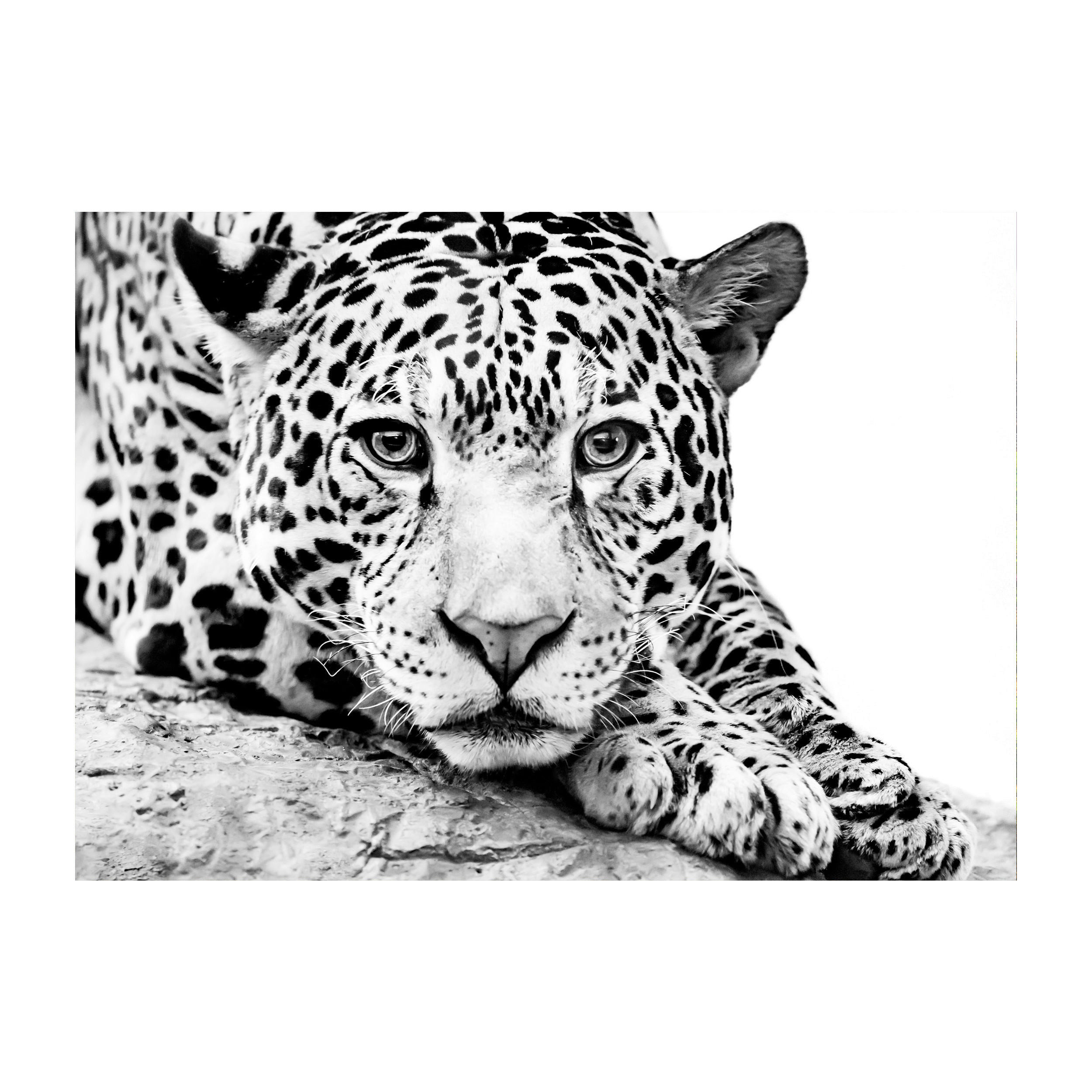 GLASBILD Tiere 120/80 cm  - Schwarz/Weiß, Basics, Glas (120/80cm) - Monee