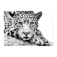 GLASBILD Tiere 120/80 cm  - Schwarz/Weiß, Basics, Glas (120/80cm) - Monee