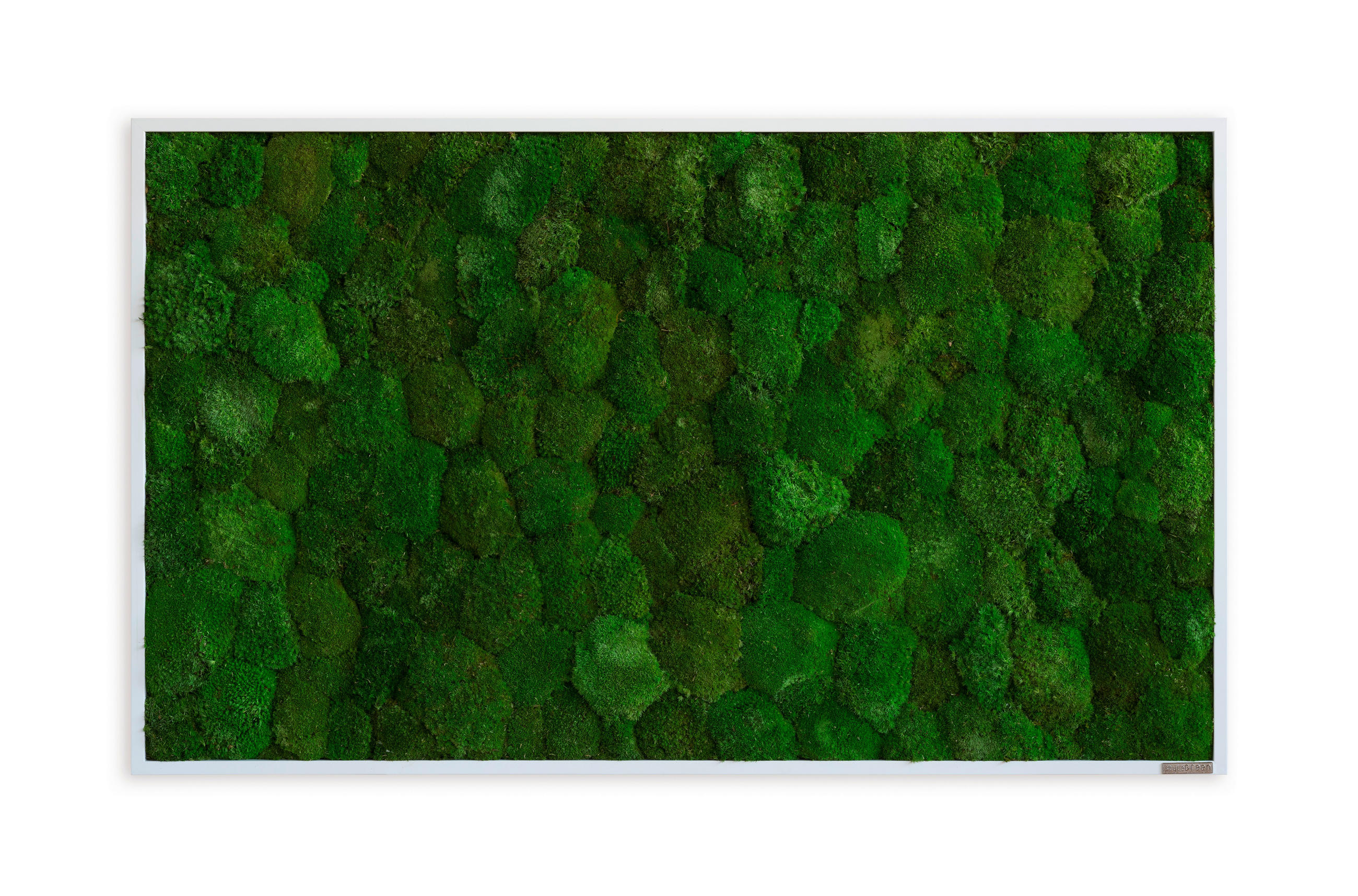 MOOSBILD Stylegreen  - Weiß/Grün, Basics, Naturmaterialien/Holz (100/60/7cm)