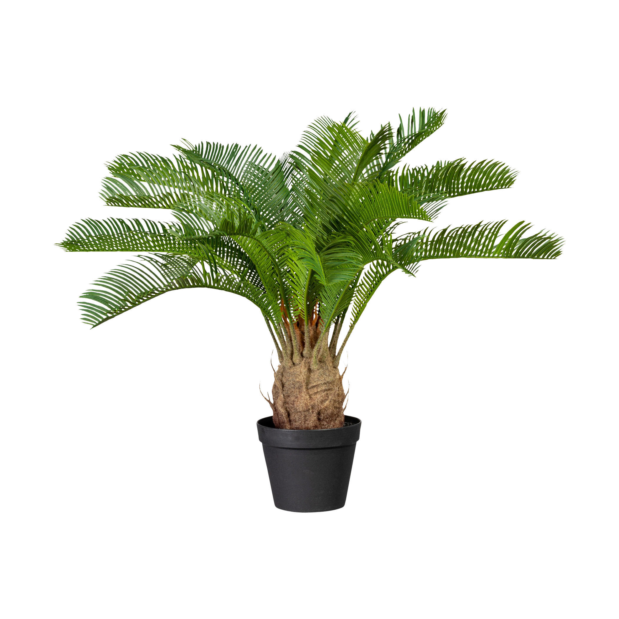 KUNSTPFLANZE Palme 60 cm  - Schwarz/Braun, Design, Kunststoff (60cm) - P & B