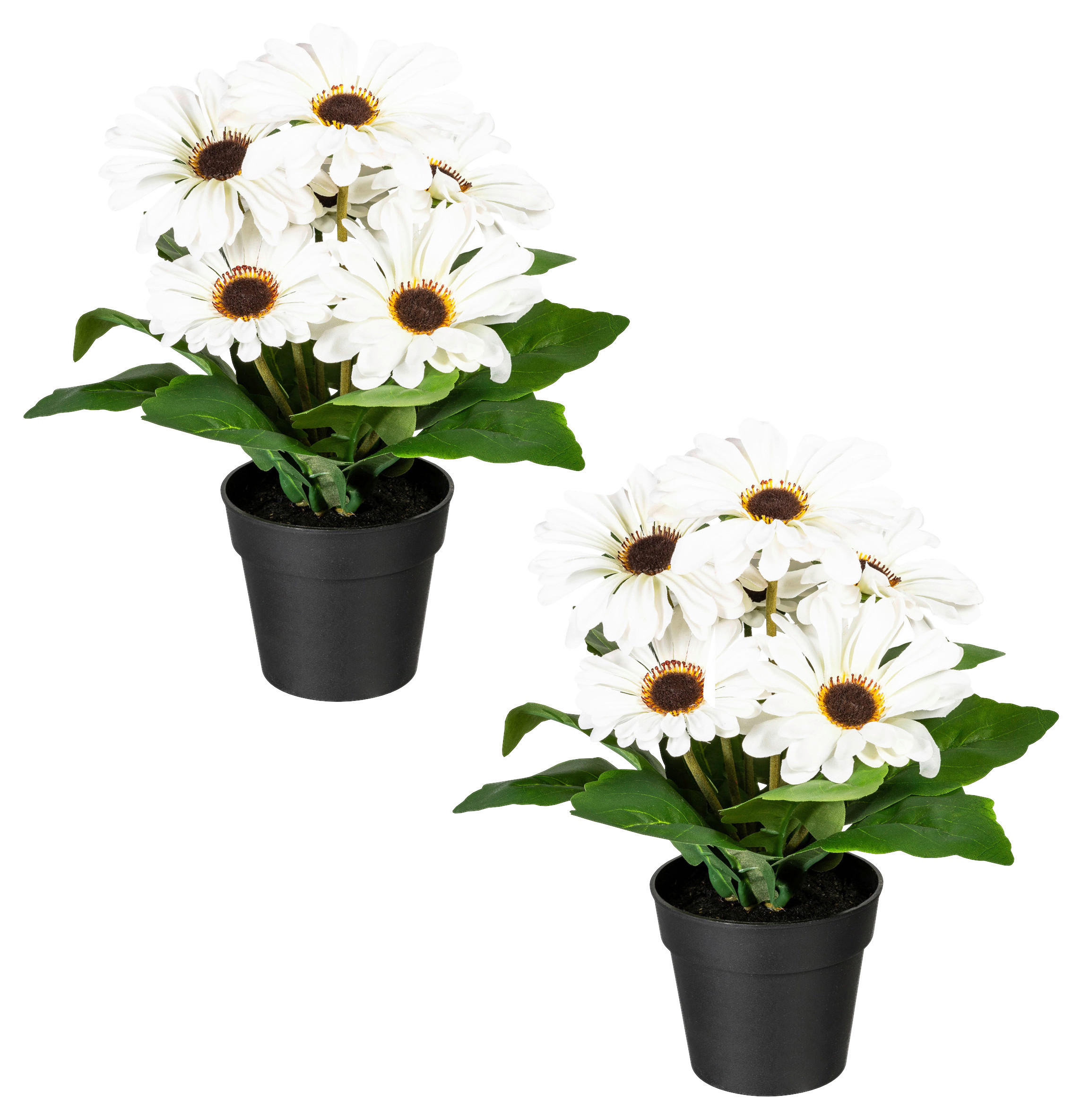KUNSTPFLANZE Gerbera 27 cm  - Creme/Schwarz, Design, Kunststoff (27cm) - P & B